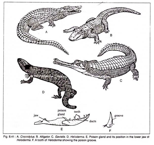 Crocodylus, Alligator, Gavialis, Heloderma, Posion Gland and Tooth of Heloderma