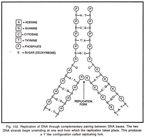 Replication of DNA