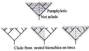 Reconstructing Phylogenetic Relationships Cladistics, Methods Proposed by W.Hennin