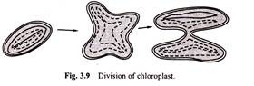 Division of Chloroplast