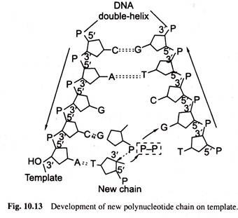 Development of New Polynucleotide Chain on Template