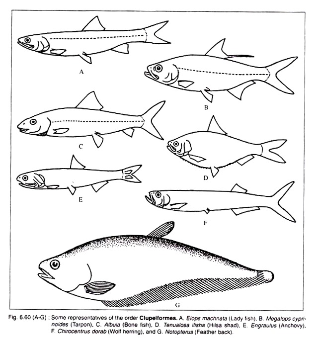 Some Representatives of the Order Clupelformes