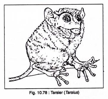 Tarsier