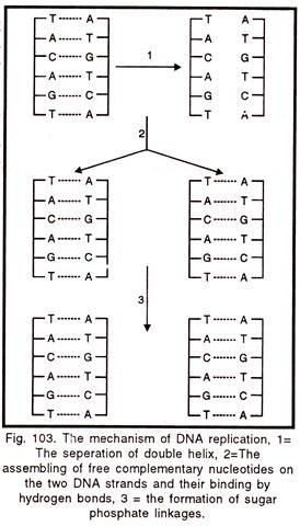 Mechanism of DNA replication