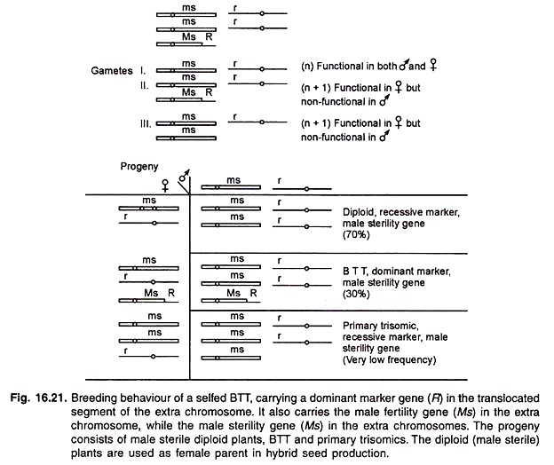 Breeding Behaviour of a Selfed BTT