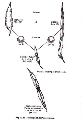 Origin of Raphanobrassica