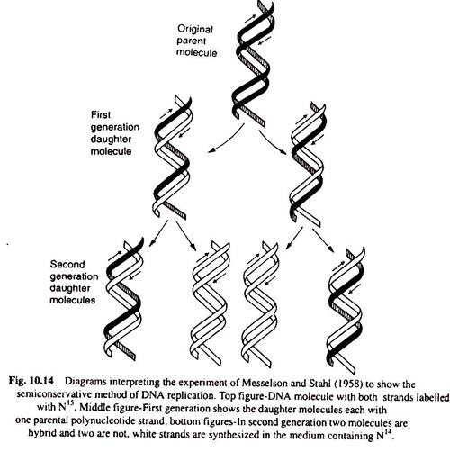 Experiment of Meselson and Stahl