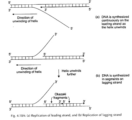 A. Replication of Leading Strand and B. Replication of Lagging Strand