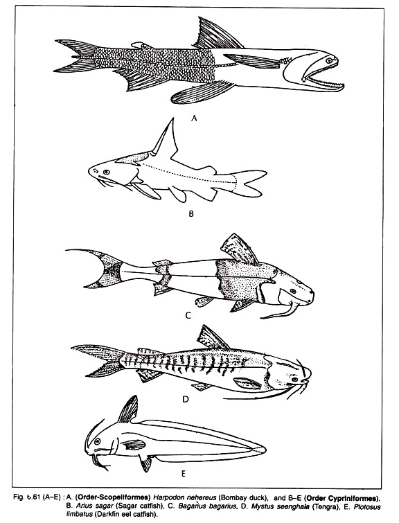 Harpodon Neherus, Arius Sagar, Bagarius, Mystus Seenghala and Plotosus Limbatus