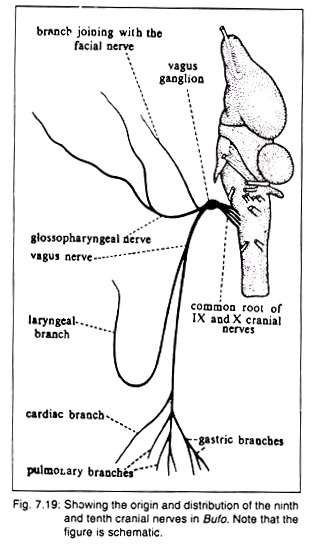 Origin and Distribution of the Ninth and Tenth Cranial Nerves in Bufo