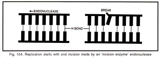 Replication starts with and incision made by enzyme