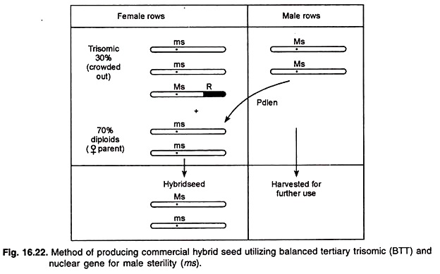 Method of Producing Commercial Hybrid Seed