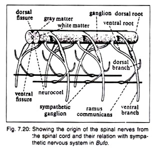 Origin of the Spinal Nerves