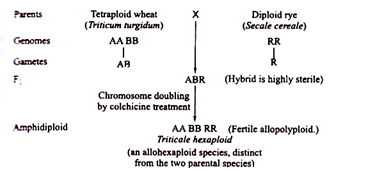 Triticale Hexaploid