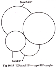 DNA Pol III* Complex