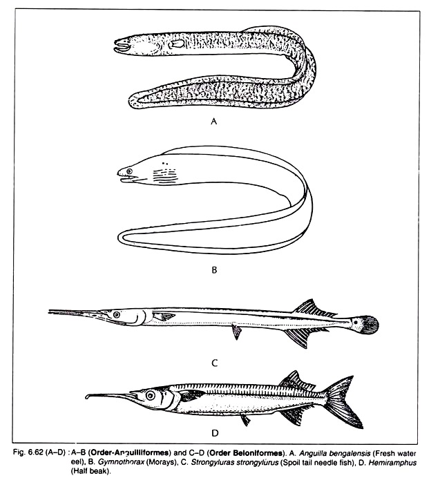 Anguilla Bengalensis, Gymnothorax and Strongyluras and Hemiramphus