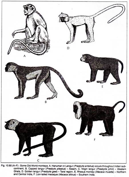 Old World Monkeys