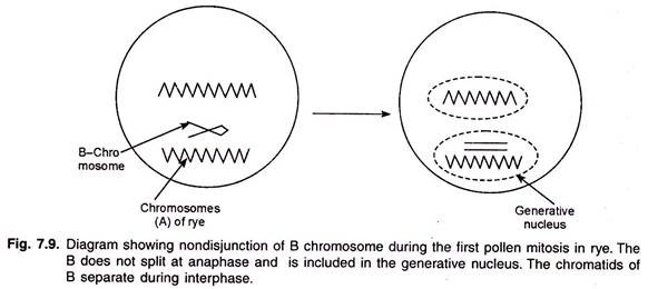 Nondisjuction of B Chromosome