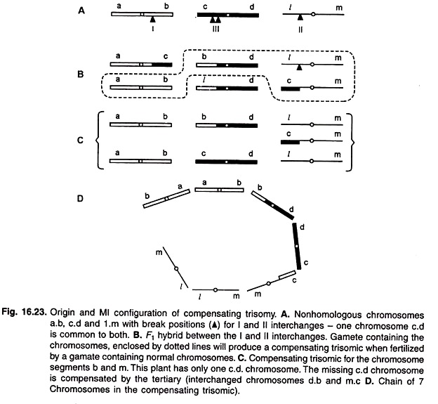 Origin and Ml Configuration of Compensating Trisomy