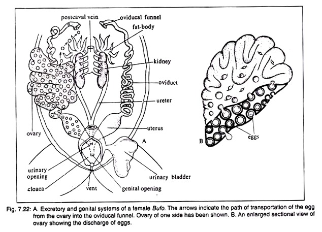 Excretory and Genital Systems of a Female Bufo