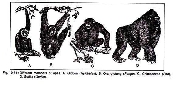 Members of Apes