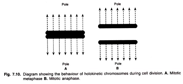 Behaviour of Holokinetic Chromosomes