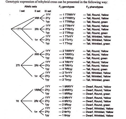 Genotypic Expression