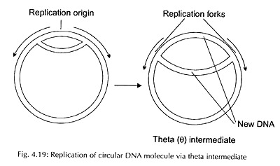 Replication of Circular DNA Molecule via Theta Intermediate