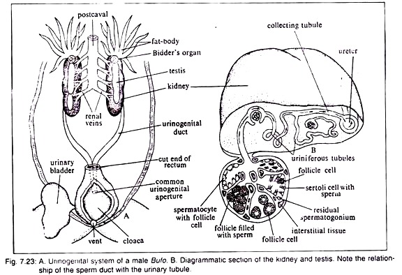 Urinogenital System of a Male Bufo and Kidney and Testis