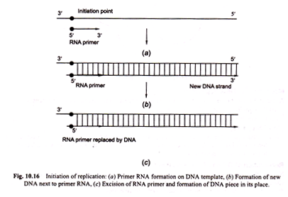 Initiation of Replication