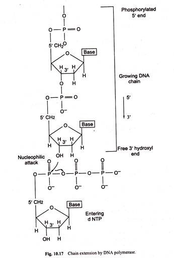 Chain Extension by DNA Polymerase