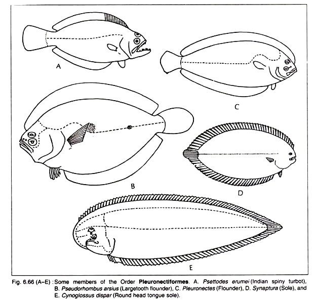 Some Members of the Order Pleuronectiformes