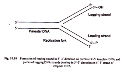 Formation of Leading Strand