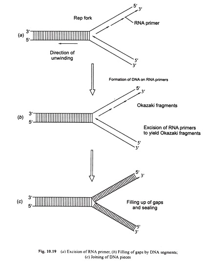 Excision of RNA Primer, Filling of Gaps by DNA and Joining of DNA Pieces