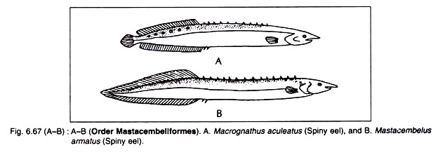 Macrognathus Aculeatus and Mastacembelus Armatus