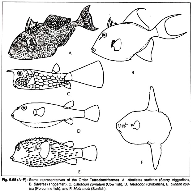 Some Representative of the Order Tetrodontiformes