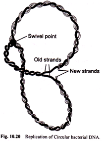 Replication of Circular Bacterial DNA