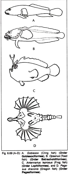 Gobiesox, Opsaus, Antennarius Leprosus and Pegasus Draconis