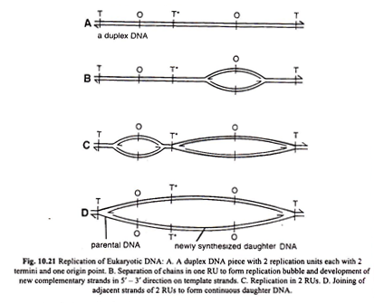 Replication of Eukaryotic DNA