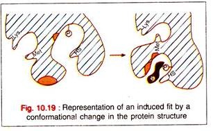 Induced fit by a conformational change in the protein structure