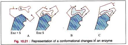 Representation of a conformational changes in an enzyme