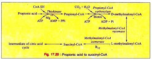 Propionic Acid to Succinyl-CoA