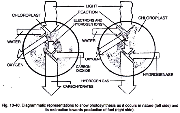 Photosynthesis