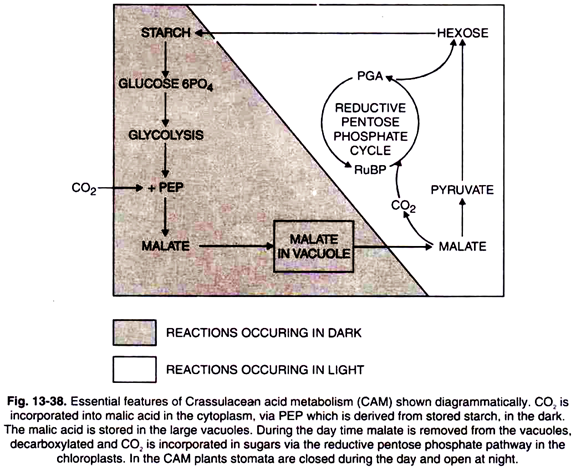 Essential Features of Crassulacean Acid Metabolism