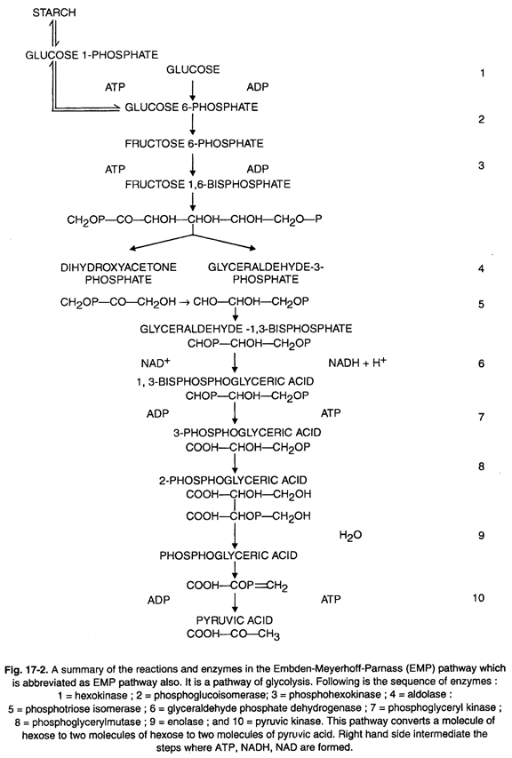 Summary of the Reactions and Enzymes