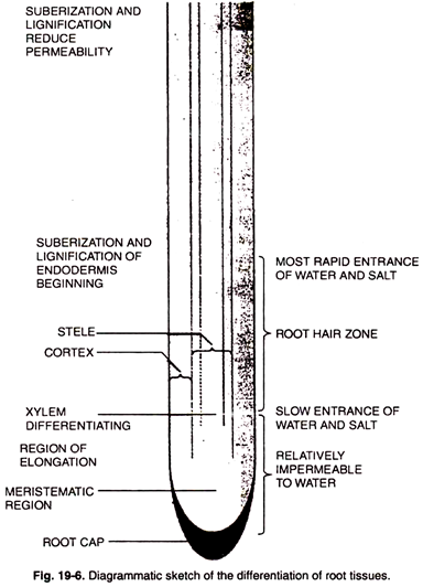 Differentiation of Root Tissues