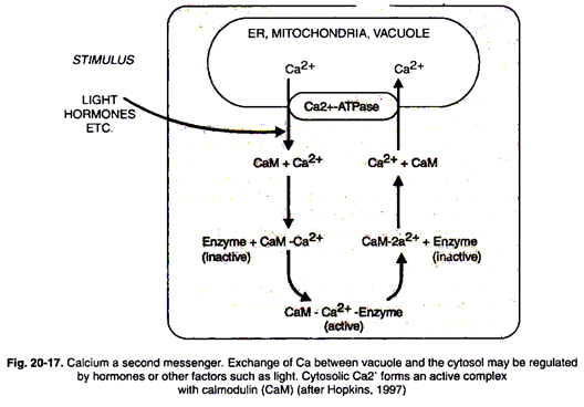 Calcium a Second Messenger