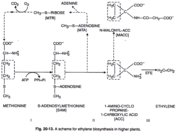 Scheme for Ethylene Biosynthesis in Higher Plants