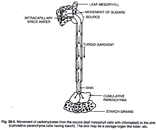 Movement of Carbohydrates