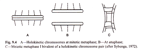 Holokinetic Chromosomes, Anaphase and Meiotic Metaphase